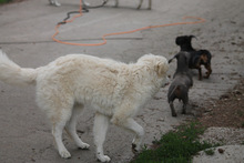 RICOTTA, Hund, Kuvasz in Marsberg - Bild 6