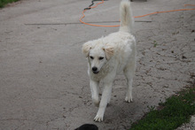 RICOTTA, Hund, Kuvasz in Marsberg - Bild 7