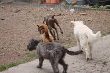 RICOTTA, Hund, Kuvasz in Marsberg - Bild 8