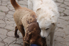 RICOTTA, Hund, Kuvasz in Marsberg - Bild 9