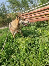 DOMINGO, Hund, Mischlingshund in Rumänien - Bild 10
