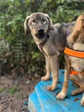 VULITSA, Hund, Mischlingshund in Aerzen - Bild 8