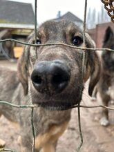 VULITSA, Hund, Mischlingshund in Aerzen - Bild 9