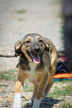 ROBI, Hund, Mischlingshund in Schlaitdorf