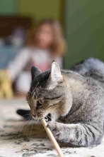CHOKI, Katze, Europäisch Kurzhaar in Bulgarien - Bild 2