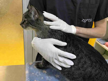 CHOKI, Katze, Europäisch Kurzhaar in Bulgarien - Bild 3