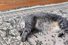 CHOKI, Katze, Europäisch Kurzhaar in Bulgarien - Bild 4