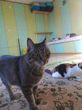 CHOKI, Katze, Europäisch Kurzhaar in Bulgarien - Bild 5
