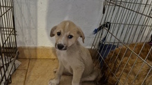 XAYA, Hund, Mischlingshund in Italien - Bild 5