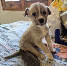 XAYA, Hund, Mischlingshund in Italien - Bild 7