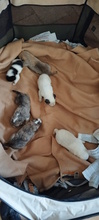 XAYA, Hund, Mischlingshund in Italien - Bild 9