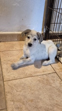 XELLI, Hund, Mischlingshund in Italien - Bild 7