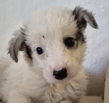 XIMO, Hund, Mischlingshund in Italien - Bild 10