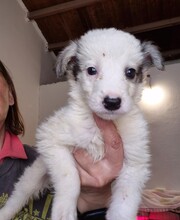 XIMO, Hund, Mischlingshund in Italien - Bild 11