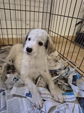 XIMO, Hund, Mischlingshund in Italien - Bild 5