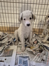 XIMO, Hund, Mischlingshund in Italien - Bild 7