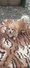 ZEUS, Hund, Tibet Spaniel in Buchdorf - Bild 2