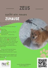 ZEUS, Hund, Tibet Spaniel in Buchdorf - Bild 3