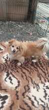 ZEUS, Hund, Tibet Spaniel in Buchdorf - Bild 4