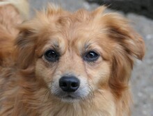 MATTEO, Hund, Mischlingshund in Oppenheim - Bild 1
