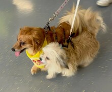 MATTEO, Hund, Mischlingshund in Oppenheim - Bild 10