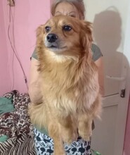 MATTEO, Hund, Mischlingshund in Oppenheim - Bild 11