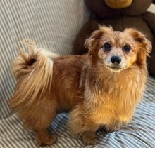 MATTEO, Hund, Mischlingshund in Oppenheim - Bild 12