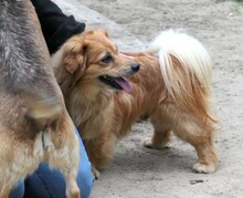 MATTEO, Hund, Mischlingshund in Oppenheim - Bild 2