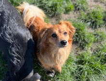 MATTEO, Hund, Mischlingshund in Oppenheim - Bild 3