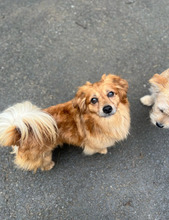 MATTEO, Hund, Mischlingshund in Oppenheim - Bild 4
