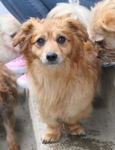 MATTEO, Hund, Mischlingshund in Oppenheim - Bild 5