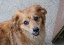 MATTEO, Hund, Mischlingshund in Oppenheim - Bild 6