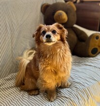 MATTEO, Hund, Mischlingshund in Oppenheim - Bild 7