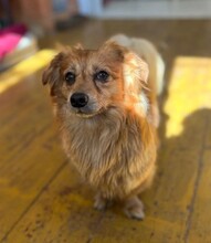 MATTEO, Hund, Mischlingshund in Oppenheim - Bild 8