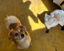 MATTEO, Hund, Mischlingshund in Oppenheim - Bild 9
