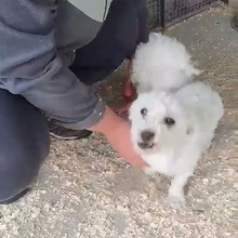 TOLL, Hund, Mischlingshund in Ungarn - Bild 4