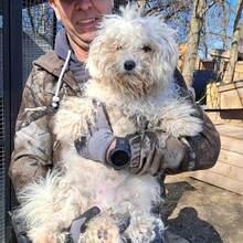 TOLL, Hund, Mischlingshund in Ungarn - Bild 5
