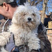 TOLL, Hund, Mischlingshund in Ungarn - Bild 6
