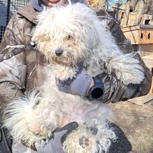 TOLL, Hund, Mischlingshund in Ungarn - Bild 7