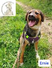ERNIE, Hund, Mischlingshund in Bosnien und Herzegowina - Bild 10