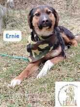 ERNIE, Hund, Mischlingshund in Bosnien und Herzegowina - Bild 6