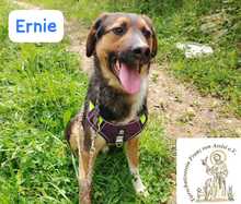 ERNIE, Hund, Mischlingshund in Bosnien und Herzegowina - Bild 7