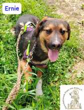 ERNIE, Hund, Mischlingshund in Bosnien und Herzegowina - Bild 8