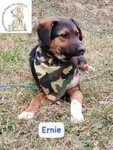 ERNIE, Hund, Mischlingshund in Bosnien und Herzegowina - Bild 9