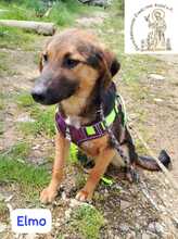 ELMO, Hund, Mischlingshund in Bosnien und Herzegowina - Bild 6