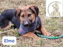 ELMO, Hund, Mischlingshund in Bosnien und Herzegowina - Bild 7