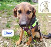 ELMO, Hund, Mischlingshund in Bosnien und Herzegowina - Bild 8