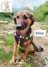 ELMO, Hund, Mischlingshund in Bosnien und Herzegowina - Bild 9