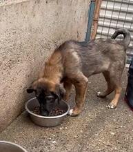 DIEGO, Hund, Mischlingshund in Rumänien - Bild 7