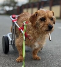 SUSI, Hund, Mischlingshund in Rumänien - Bild 10